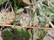 Cactus/ Rondeau Park