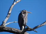 Blue Heron