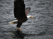 eagle catch.jpg