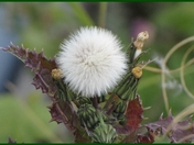 Spikes and Feathers.jpg