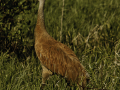 Sandhill Crane