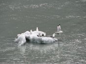 Glacier Bay National Park