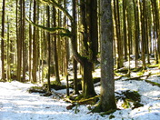 winter walk in the woods
