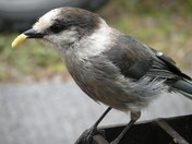 New Fpundland Trip 2009 112.JPG