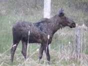 this moose was seen on higway 28 south 