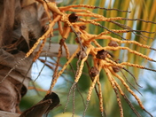 seed pod