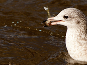 Fishing Gull-1-2.jpg