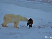 Polar Bear Kissing Canadian Eskimo Dog