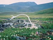 Fileds next to Dempster Hwy