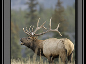 Elk.jpg