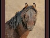 Alberta Wild Horse.jpg