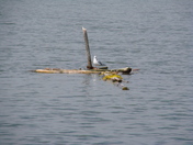 Sea Gull at Miquelon Lake 