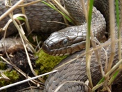 The Northern Water Snake