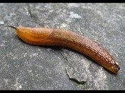Slug