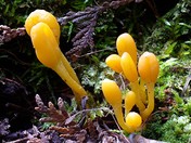 Tiny Yellow Mushrooms