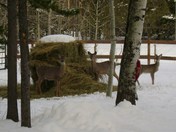 At the hay buffet.