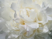 White Peony 4.jpg