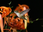tiger lilly Humming bird