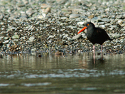 Black-Oystercatcher.jpg