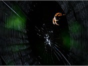 the web of light.jpg