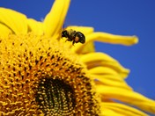 the sunflower and the bee