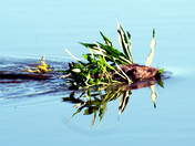 Quebec 2010334_edited.JPG