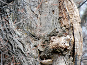 The cat in the tree.