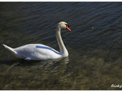 swan