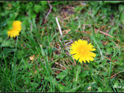 small flowers on my lawn