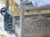 Pileated Woodpecker visiting our bird feeder