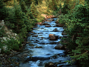 Stream near Athabasca Lodge