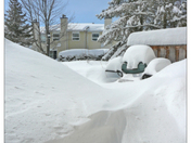 Anyone for Hamburgers ?