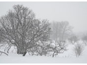 Birds Sheltering from the Storm