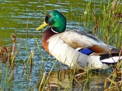 Handsome Mallard