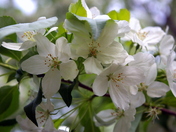 Jardin Botanique de MontrÃ‡al_2