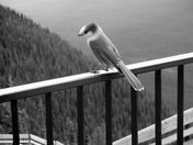 Canada Gray Jay atop Sulphur Mountain Banff Alberta