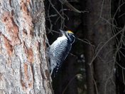 Three-toed woodpecker Banff Alberta 2010