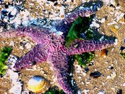 Stanley Park Oct10 0081.jpg