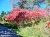 Sumac in Toronto