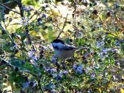 Chickadee in Taylor Creek Park Ravine