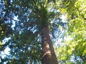 Stanley Park Canopy 2010