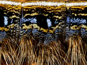 Eastern Tent Caterpillar detail