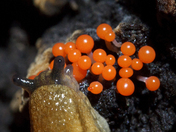 A Slug and Orange Mushrooms