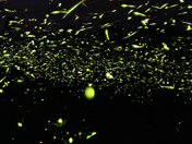 Fireflies