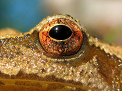 A Spring Peeper