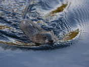 Common Muskrat