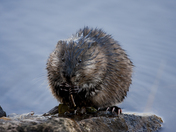 I've Got The Munchies