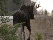 Bull Moose walking away