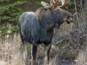 Bull Moose