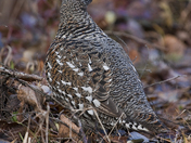 Female Spruce Grouse
